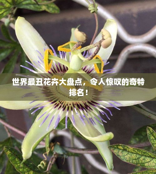 世界最丑花卉大盤點，令人驚嘆的奇特排名！