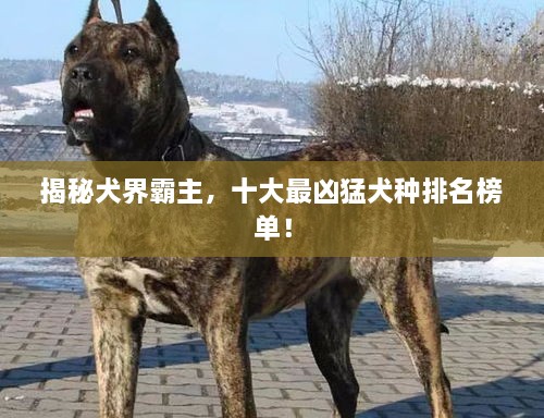 揭秘犬界霸主，十大最兇猛犬種排名榜單！