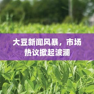 大豆新聞風(fēng)暴，市場(chǎng)熱議掀起波瀾