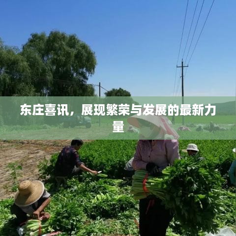 東莊喜訊，展現(xiàn)繁榮與發(fā)展的最新力量