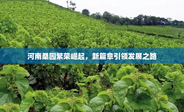 河南桑園繁榮崛起，新篇章引領(lǐng)發(fā)展之路