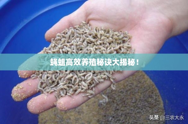 蠅蛆高效養(yǎng)殖秘訣大揭秘！