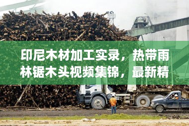 印尼木材加工實(shí)錄，熱帶雨林鋸木頭視頻集錦，最新精彩呈現(xiàn)！
