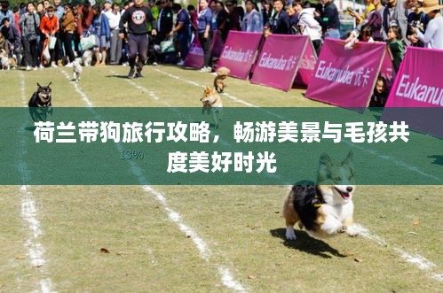 荷蘭帶狗旅行攻略，暢游美景與毛孩共度美好時光