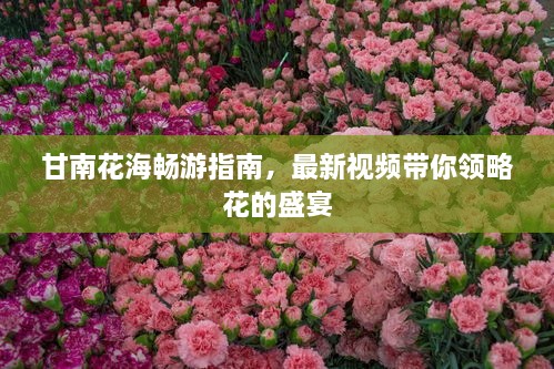 甘南花海暢游指南，最新視頻帶你領(lǐng)略花的盛宴