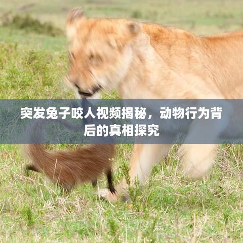 突發(fā)兔子咬人視頻揭秘，動(dòng)物行為背后的真相探究