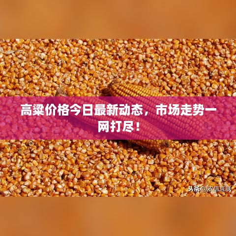 高粱價格今日最新動態(tài)，市場走勢一網(wǎng)打盡！