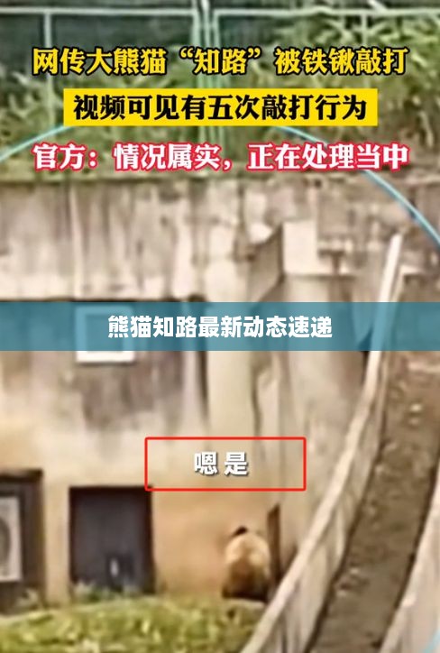 熊貓知路最新動(dòng)態(tài)速遞