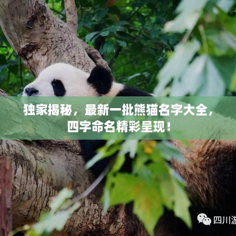 獨家揭秘，最新一批熊貓名字大全，四字命名精彩呈現(xiàn)！