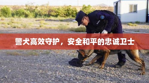 警犬高效守護(hù)，安全和平的忠誠(chéng)衛(wèi)士