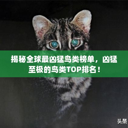 揭秘全球最兇猛鳥(niǎo)類(lèi)榜單，兇猛至極的鳥(niǎo)類(lèi)TOP排名！
